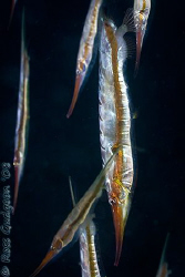 Razorfish.  Lembeh Strait, Sulawesi.  Canon 20D & Canon 1... by Ross Gudgeon 